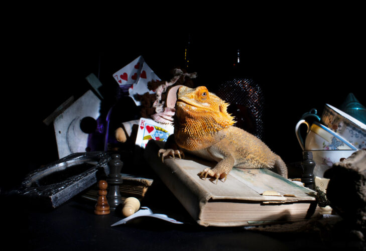 ‘Wally’s Library’: Graphic design student’s lizard photograph accepted by exhibit | News, Sports, Jobs